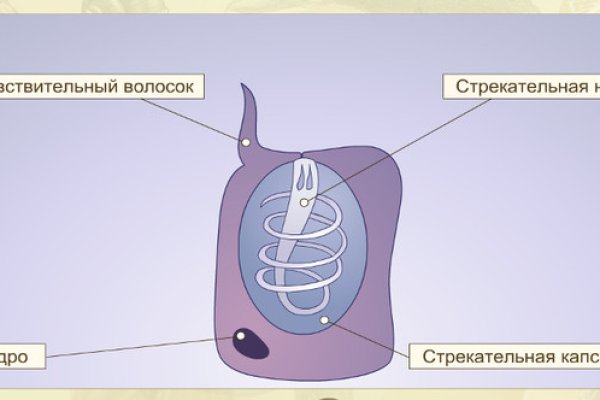 Зеркала сайта кракен tor