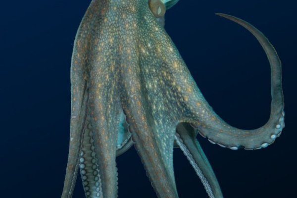 Kraken смылка