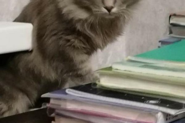 Кракен маркет даркнет только через